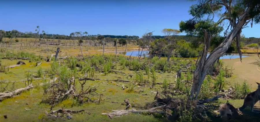 Phillip Island Driving Tour with an APP - Who should book this Phillip Island experience?