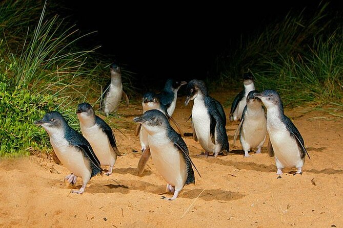 Phillip Island: Golden Hour Penguin Express Tour w/ Island Pickup - The Nobbies in the last warm light