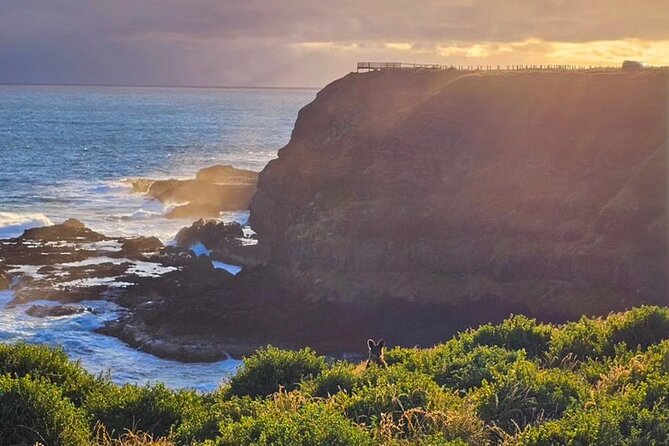 Phillip Island: Golden Hour Penguin Express Tour w/ Island Pickup - Two hours at the Penguin Parade