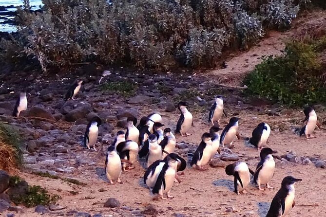 Phillip Island: Golden Hour Penguin Express Tour w/ Island Pickup - Does $93.24 offer good value?