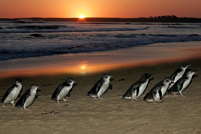 Phillip Island Penguin and Koala Highlights Day-Trip from Melbourne - The Koala Conservation Reserve gives the day an early wildlife start
