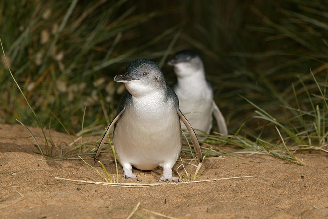 Phillip Island Penguin and Koala Highlights Day-Trip from Melbourne - How to prepare for cold, wind, and changing light