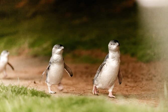 Phillip Island Penguin and Koala Highlights Day-Trip from Melbourne - Who will enjoy this Phillip Island day trip