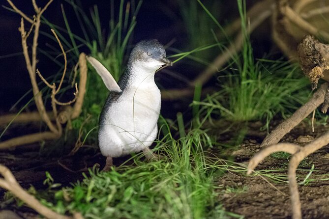 Phillip Island Penguin and Koala Highlights Day-Trip from Melbourne - Cowes is the practical meal stop