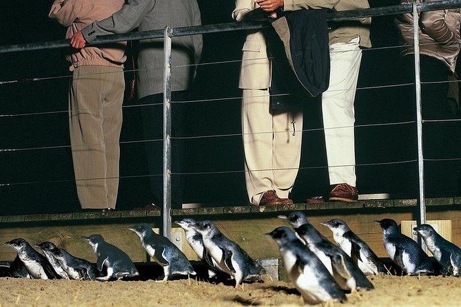 Phillip Island Penguin and wildlife Tour - Why the Penguin Parade is worth the long day