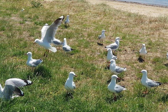 Phillip Island Penguin and wildlife Tour - Cowes gives you a short break