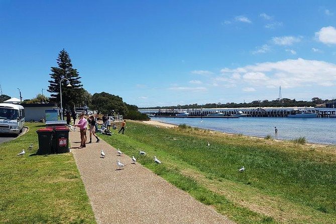 Phillip Island Penguin and wildlife Tour - The Nobbies brings wind, cliffs, and seals