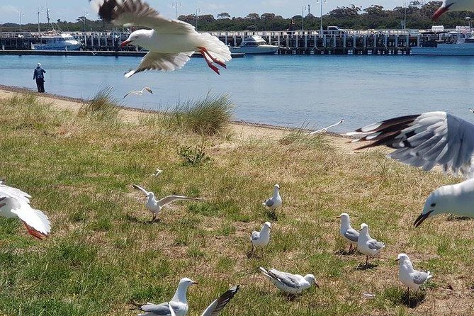 Phillip Island Penguin and wildlife Tour - Food, timing, and what to pack
