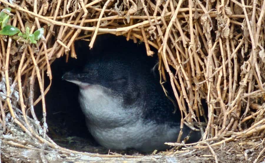 Phillip Island Penguin Parade Afternoon Tour from Melbourne - Key points to know before booking