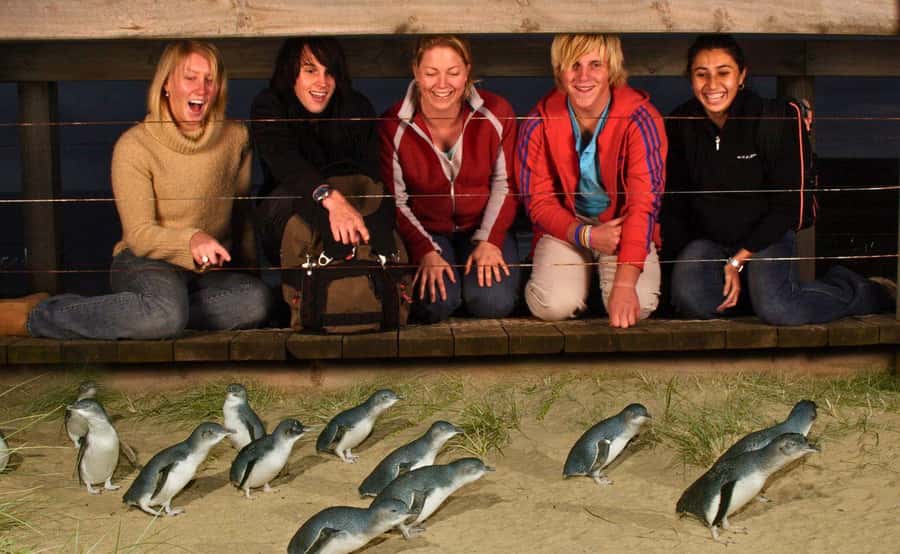 Phillip Island Penguin Parade Afternoon Tour from Melbourne - Waiting for the little penguins at sunset