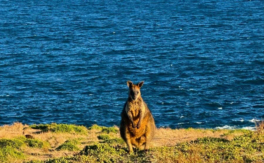 Phillip Island Penguin Parade Afternoon Tour from Melbourne - Final verdict: book it for convenience and the penguins