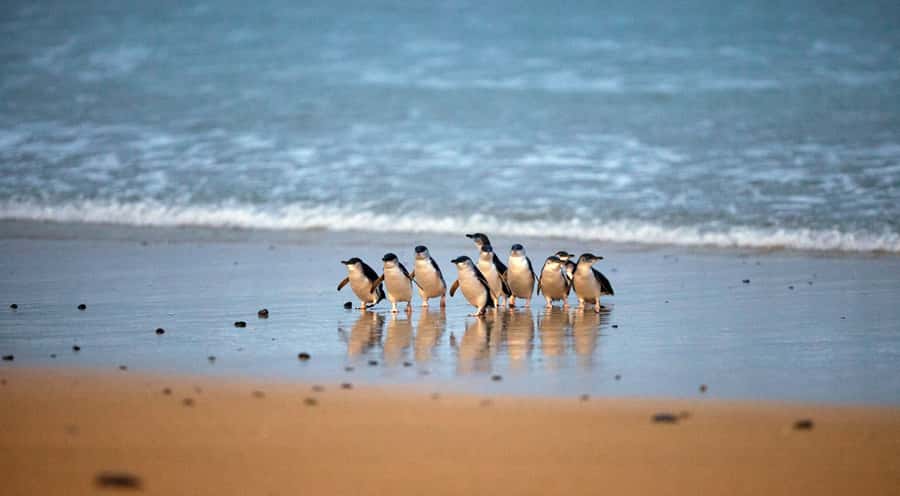 Phillip Island: Penguin Parade and Multi Attraction Pass - Koala Conservation Reserve: a calmer daytime stop