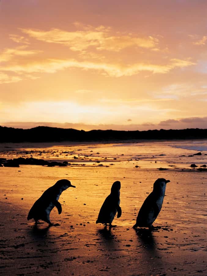Phillip Island: Penguin Parade and Multi Attraction Pass - Churchill Island Heritage Farm and its old-fashioned rhythm