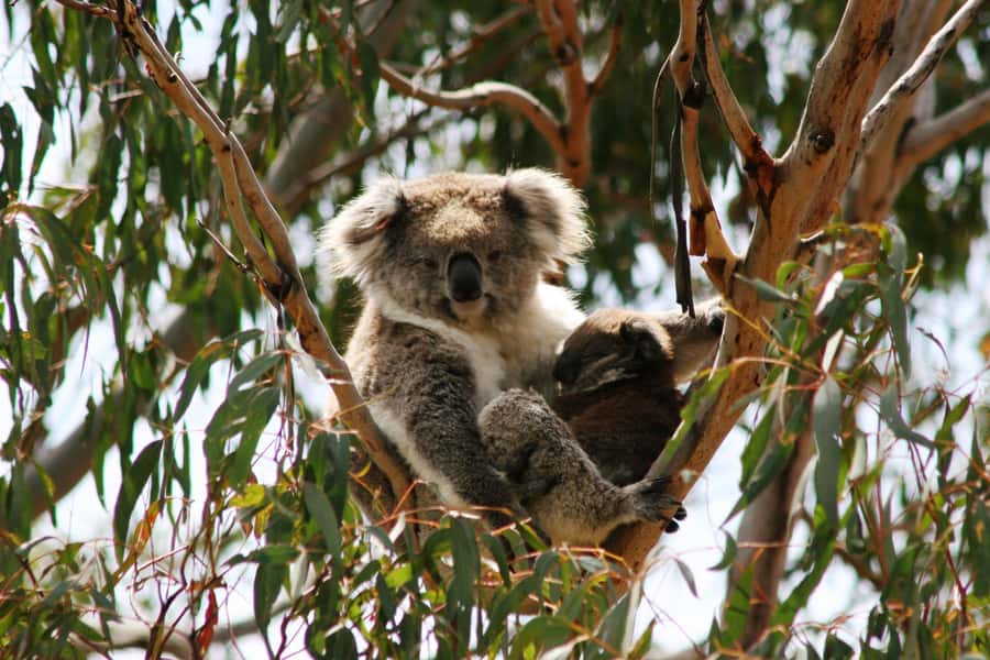 Phillip Island: Penguin Parade and Multi Attraction Pass - Who will enjoy this pass most