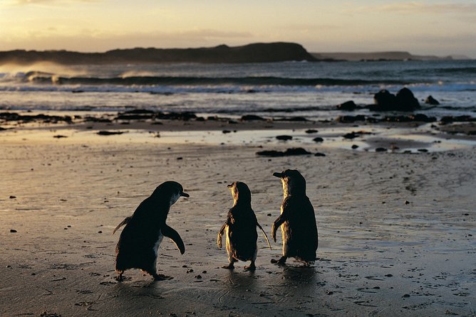 Phillip Island Penguin Parade Day Trip with Koalas from Melbourne - Why the little penguins are worth the long day