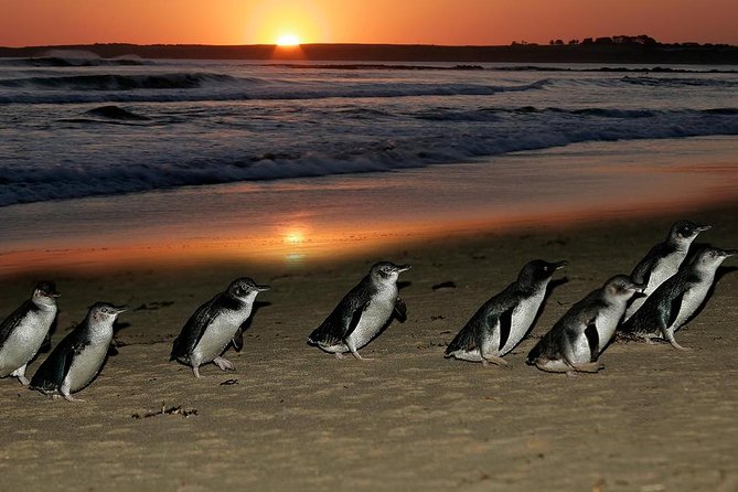 Phillip Island Penguin Parade Day Trip with Koalas from Melbourne - Cowes is the practical meal stop