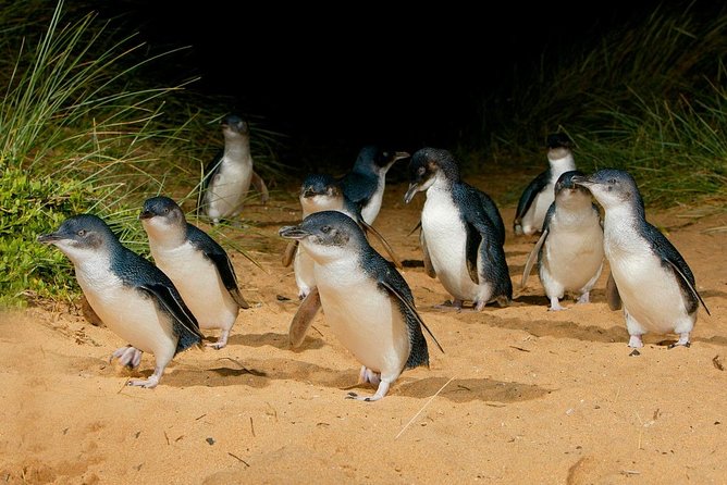 Phillip Island Penguin Parade Day Trip with Koalas from Melbourne - The guides can shape the whole day