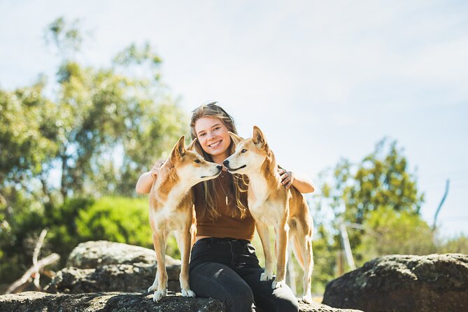 Phillip Island Penguin Parade, Wildlife and Beach Boxes Bus Tour - Is $111.17 good value?