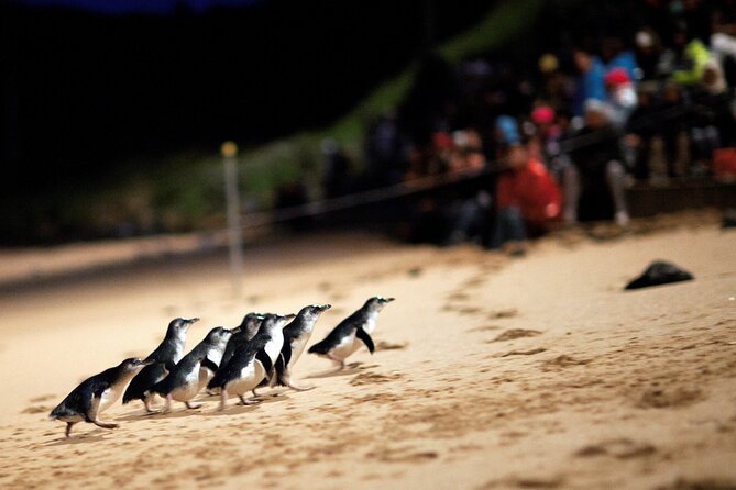 Phillip Island Penguin Parade, Wildlife and Beach Boxes Bus Tour - Moonlit Sanctuary for koalas and kangaroos