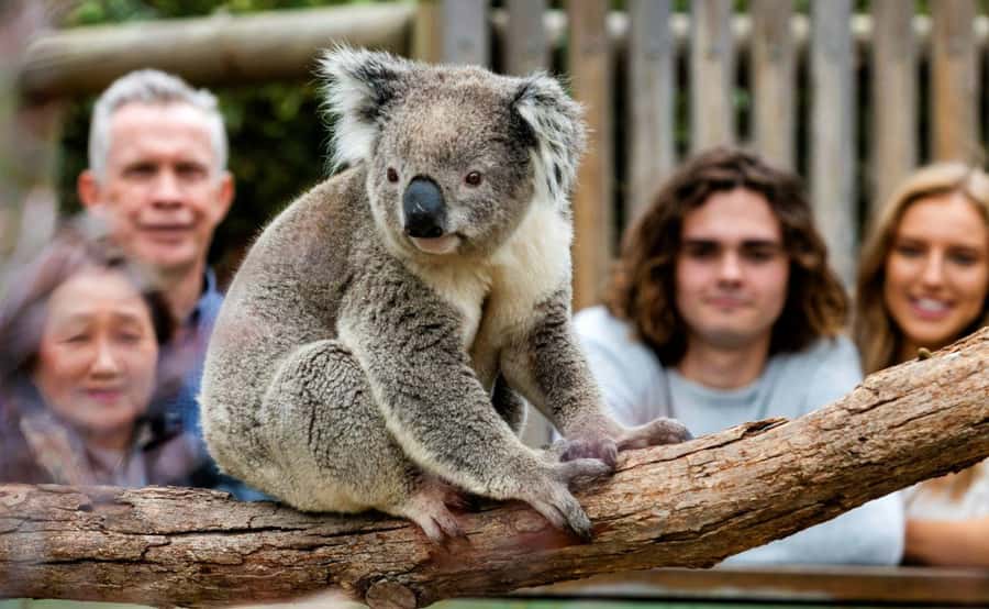 Phillip Island Penguin Parade with Expert Local Guide - Why the Penguin Parade is worth the long day