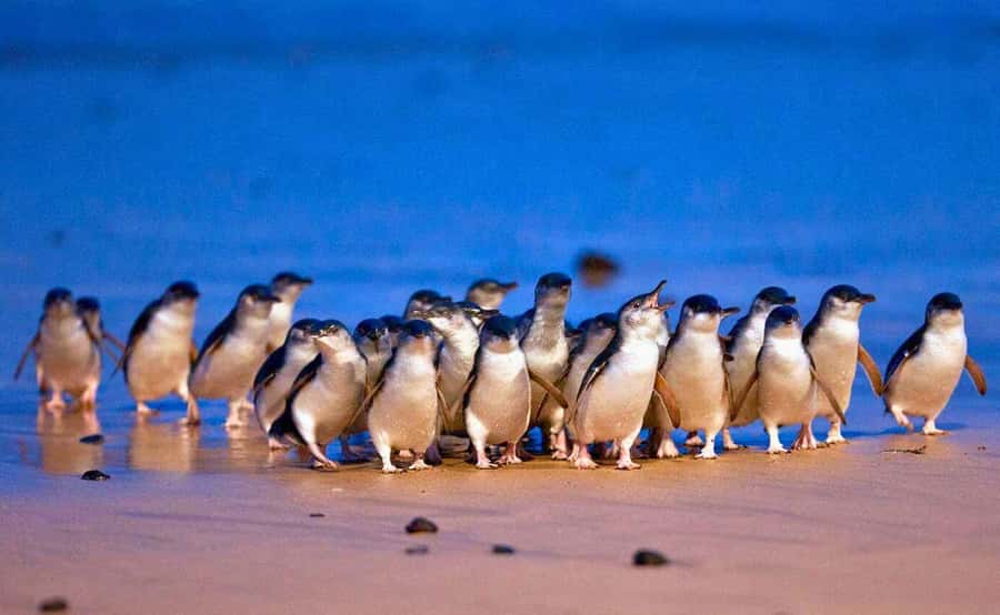 Phillip Island Penguin Parade with Expert Local Guide - Moonlit Sanctuary: your best close wildlife encounter