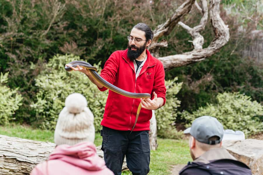 Phillip Island Penguin Parade with Expert Local Guide - The Nobbies boardwalk and Southern Ocean views