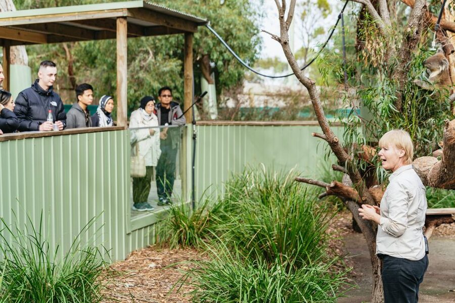 Phillip Island Penguin Parade with Expert Local Guide - What the $116 price really covers