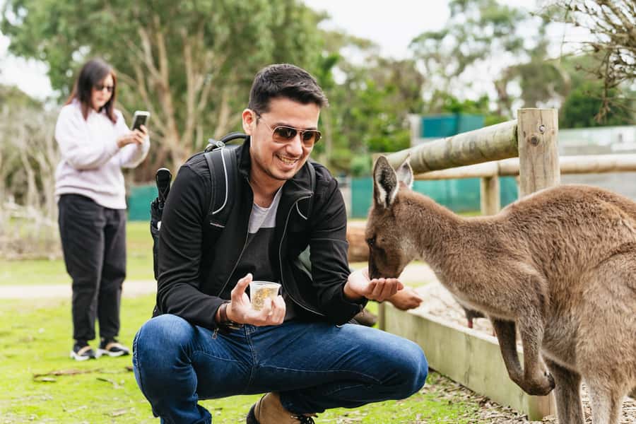 Phillip Island Penguin Parade with Expert Local Guide - Brighton Beach boxes: a quick Melbourne photo stop