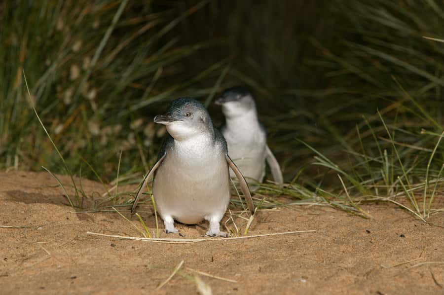 Phillip Island: Penguins and Wildlife Full-Day Tour - Is $102 good value?