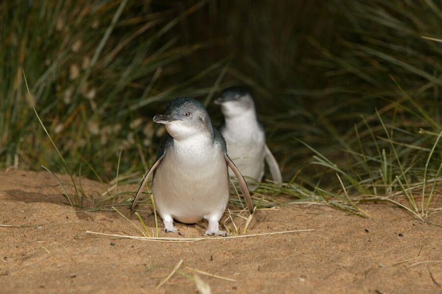Phillip Island: Penguins and Wildlife Full-Day Tour - Nobbies, Seal Rocks, and the western coast