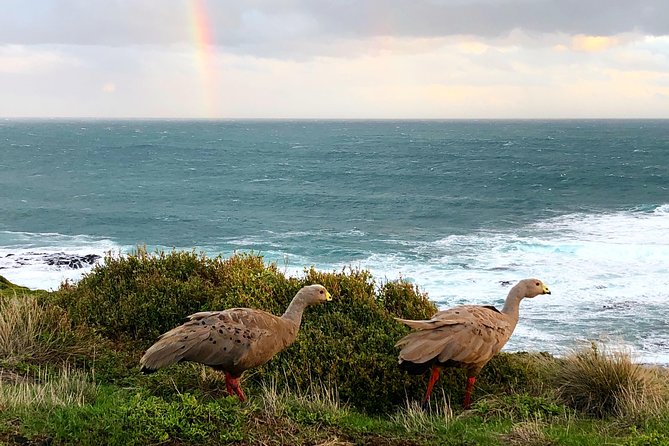 Phillip Island Penguins Private Adventure - Cowes Beach gives you a flexible meal break