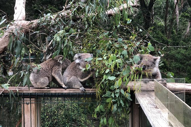 Phillip Island Penguins Private Adventure - The Nobbies combines sea views with penguin burrows