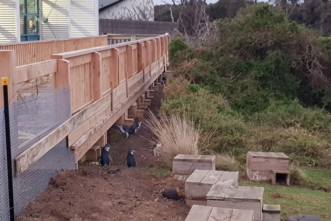 Phillip Island Private Experience - Why Phillip Island works best as a full-day escape