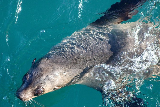 Phillip Island Seal-Watching Cruise - From Cowes Jetty to Phillip Island’s wild western shore