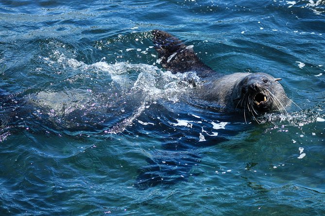 Phillip Island Seal-Watching Cruise - Weather, seating, and practical comfort