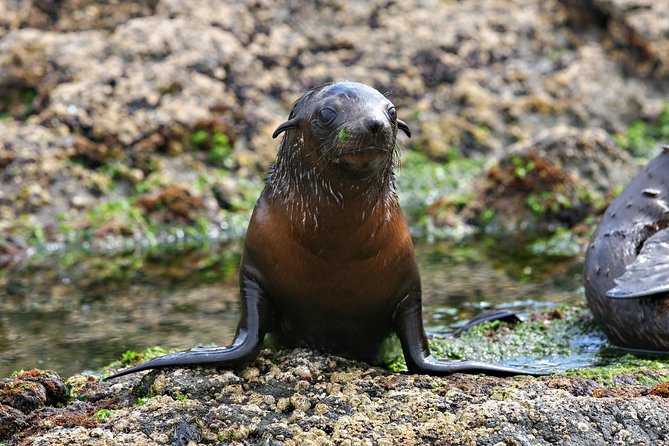 Phillip Island Seal-Watching Cruise - Booking, cancellation, and final advice
