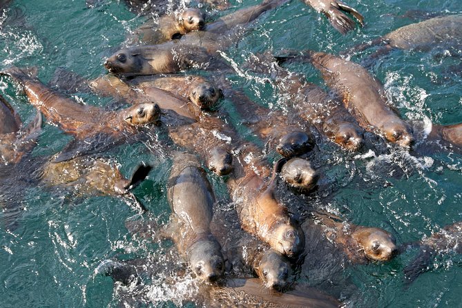 Phillip Island Seal-Watching Cruise - Live commentary, landmarks, and Captain Tom