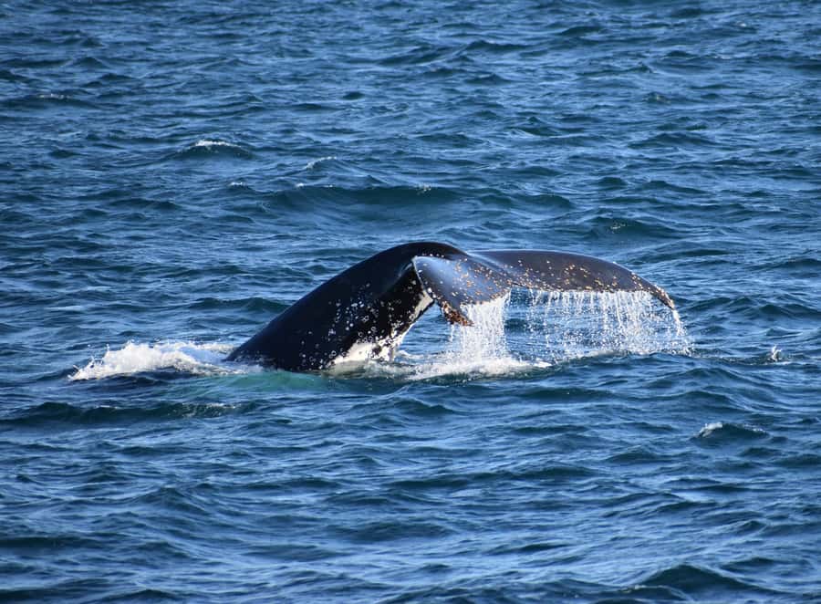 Phillip Island: Whale Watching Boat Tour - Why Phillip Island works so well from the water