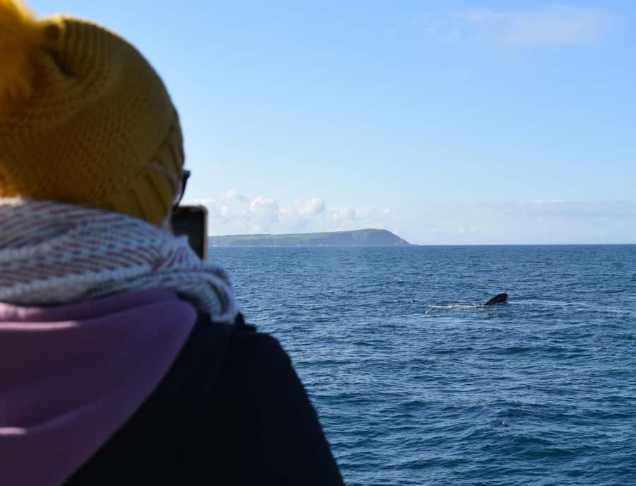 Phillip Island: Whale Watching Boat Tour - Leaving Rhyll for a four-hour coastal cruise
