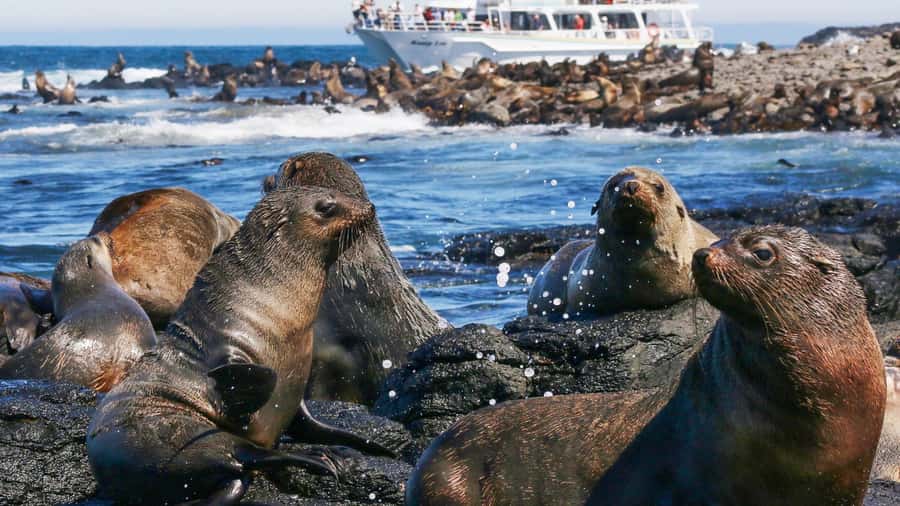 Phillip Island: Whale Watching Boat Tour - Seal Rocks and Phillip Island’s fur seals