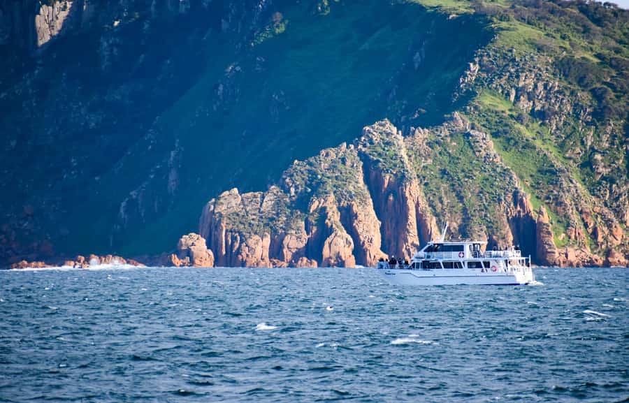 Phillip Island: Whale Watching Boat Tour - Dolphins in the wake