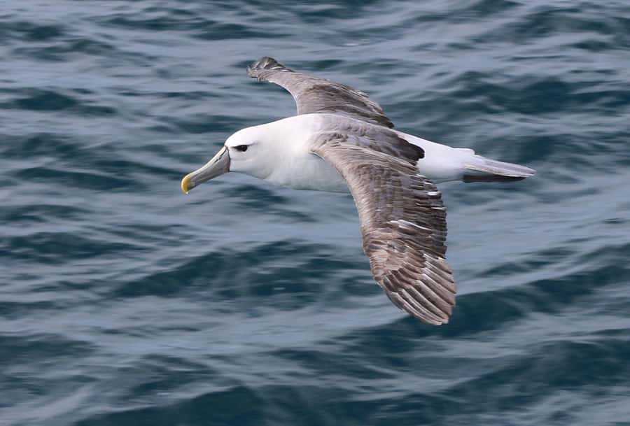 Phillip Island: Whale Watching Boat Tour - What the crew adds to the experience