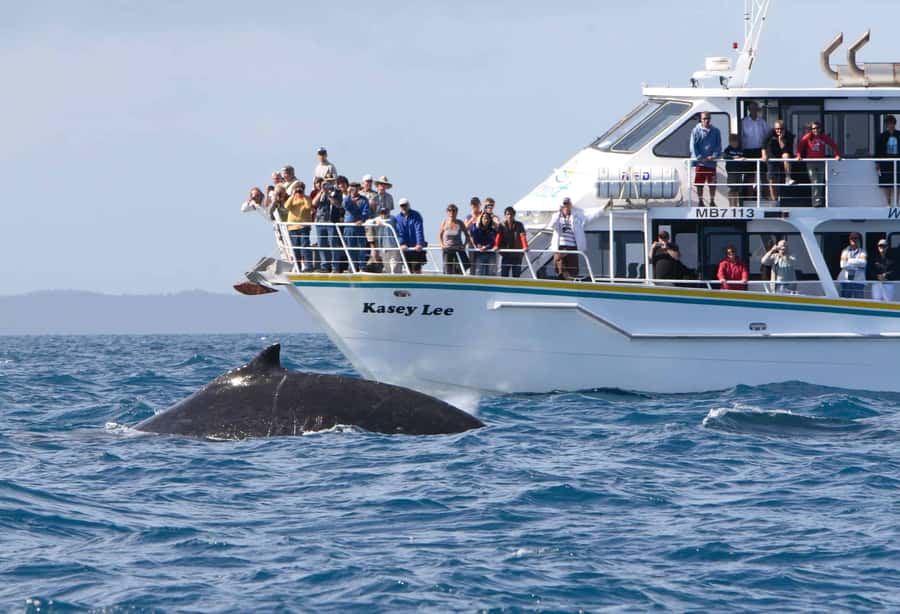 Phillip Island: Whale Watching Boat Tour - Searching for humpback and southern right whales