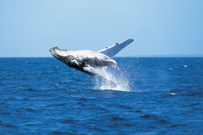 Phillip Island Whale Watching Tour - Key points before you book