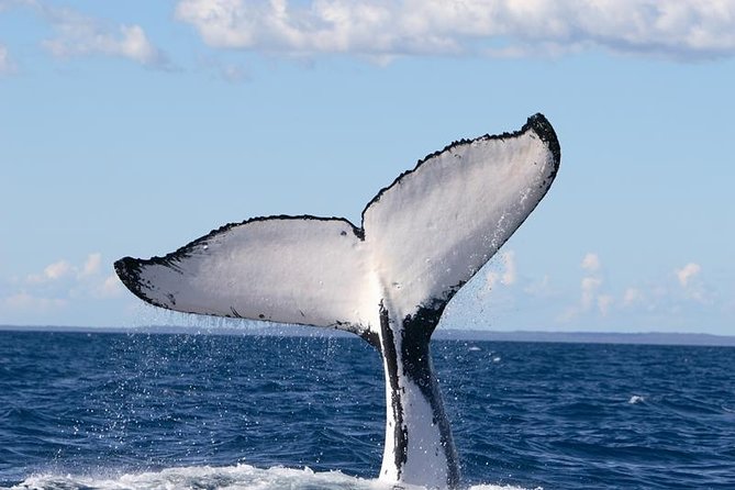Phillip Island Whale Watching Tour - Dolphins, seabirds, and little penguins