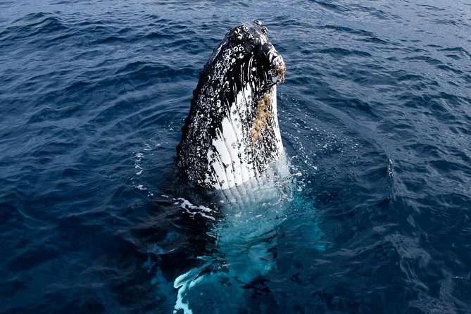 Phillip Island Whale Watching Tour - What the captain and crew add