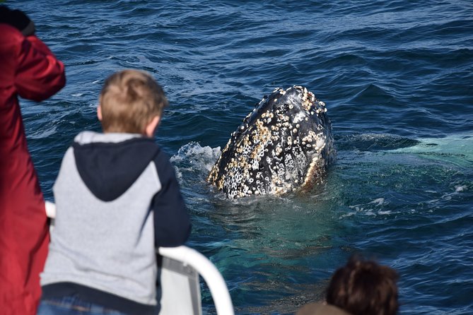Phillip Island Whale Watching Tour - Morning tea on the water
