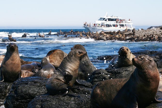 Phillip Island Whale Watching Tour - The value of the $125.52 price