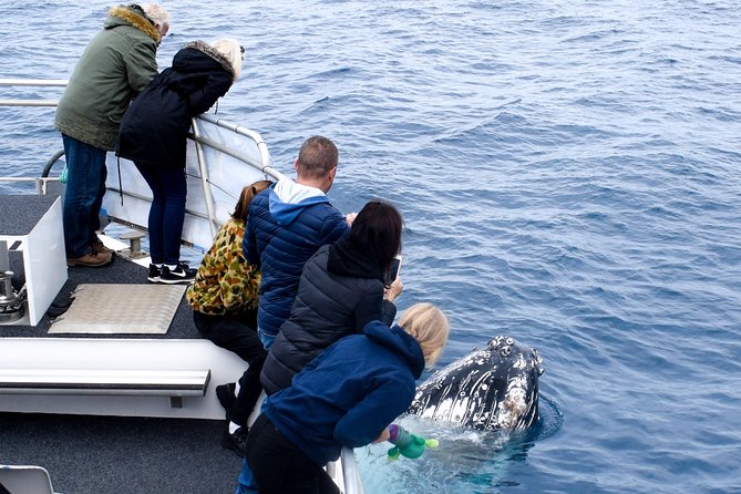 Phillip Island Whale Watching Tour - Seal Rocks and thousands of fur seals