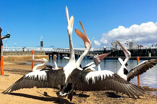 Phillip Island Wildlife Cruise and Penguin Tour from Melbourne - The Cowes wildlife cruise costs extra but fills two hours